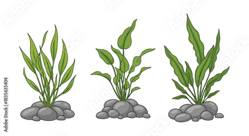 Set of three different green aquarium plants, like Amazon sword, growing from gray stones, perfect for underwater aquascape designs.