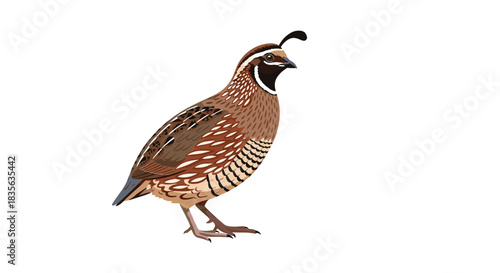 Detailed and realistic vector illustration of a California quail bird with its characteristic topknot, standing on a white background.