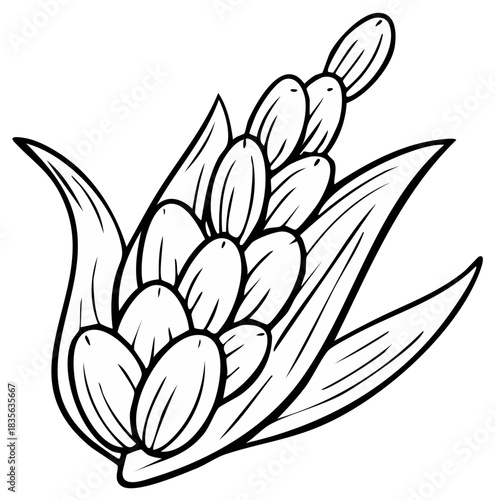 A bold line art illustration of a hyacinth flower. Stylized botanical drawing for coloring book.