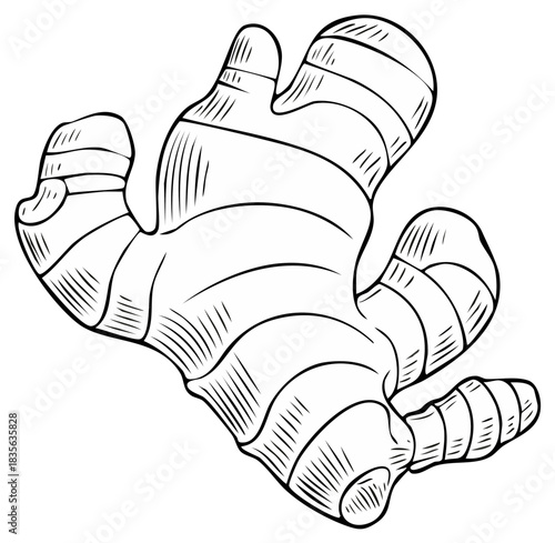 Detailed single ginger root drawing in a classic line art style for culinary and health concepts