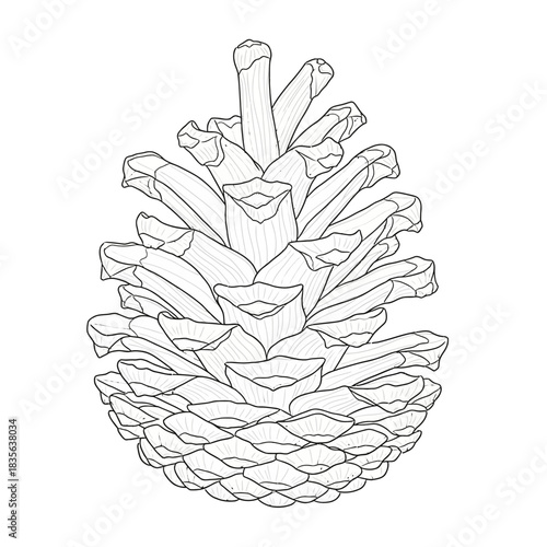 Detailed line art illustration of a pine cone with intricate scales and textured details presented as a clean silhouette