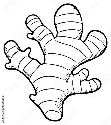 Black and white line art illustration of a ginger root