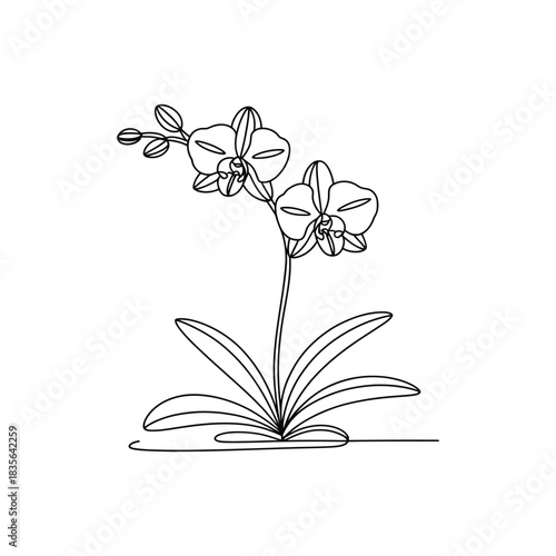 Continuous Line Drawing Orchid Flower