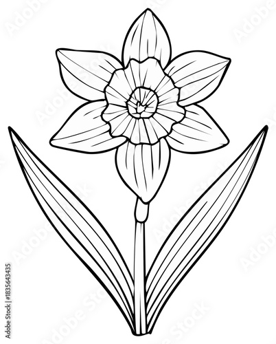 A simple daffodil flower line drawing illustration for a coloring page