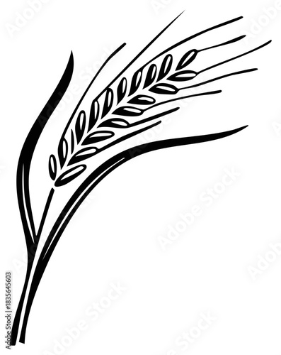Stylized hand drawn wheat stalk illustration agriculture harvest concept