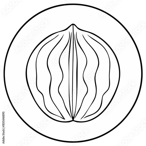 Walnut kernel line drawing icon. Simple black and white nut illustration in a circular frame.