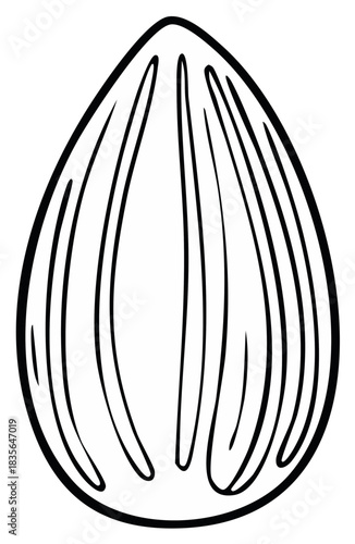 Single almond nut outline sketch healthy food ingredient