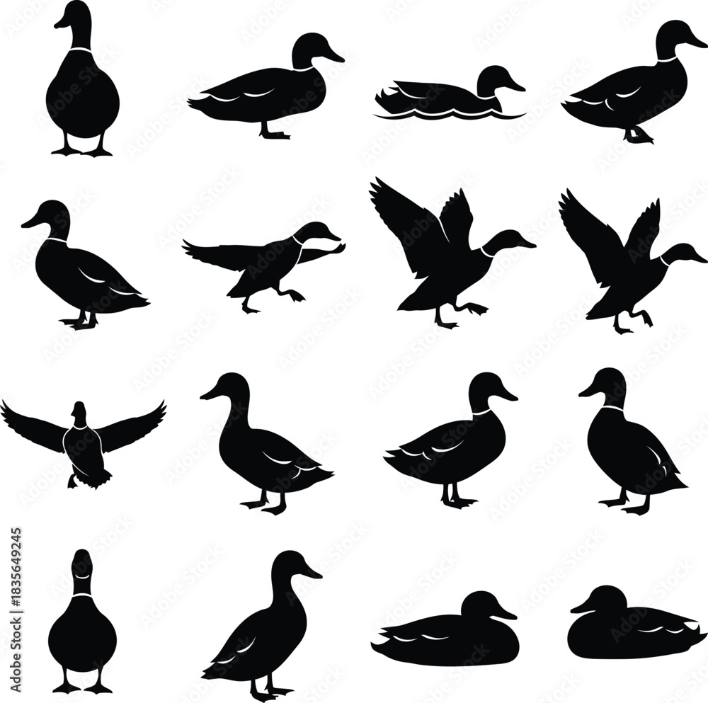 Fototapeta premium Collection of duck silhouettes in various poses on white background
