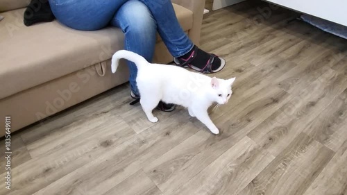 A white domestic cat walks across the floor and touches its owner's legs.