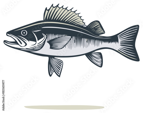 Detailed illustration of a freshwater bass fish with open mouth and fins