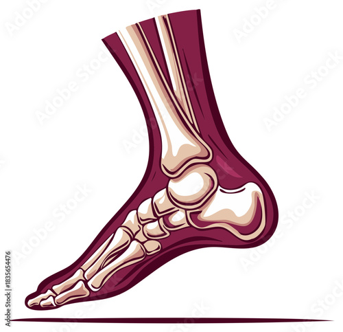 Human Foot Skeleton Anatomy Detailed Medical Illustration