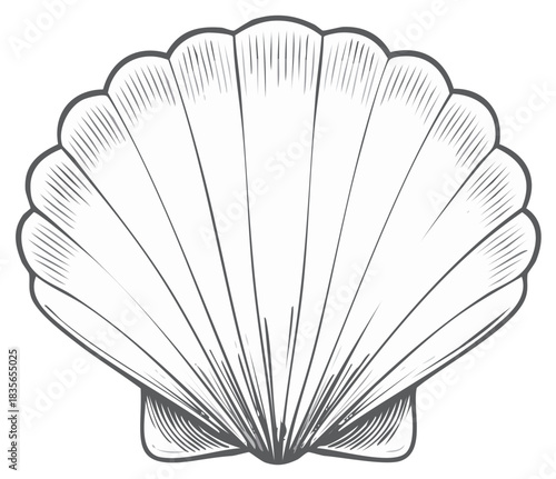 Scallop Seashell Illustration with Engraved Detail, Marine Life Motif