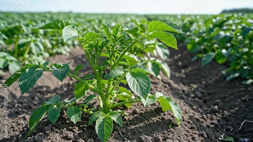 Young potato plant cultivation growing in a rural farm field natural agricultural growth