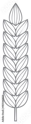 Line art illustration of an ear of wheat grain in light gray color, simple cereal crop icon, agriculture sign symbol, outline spikelet