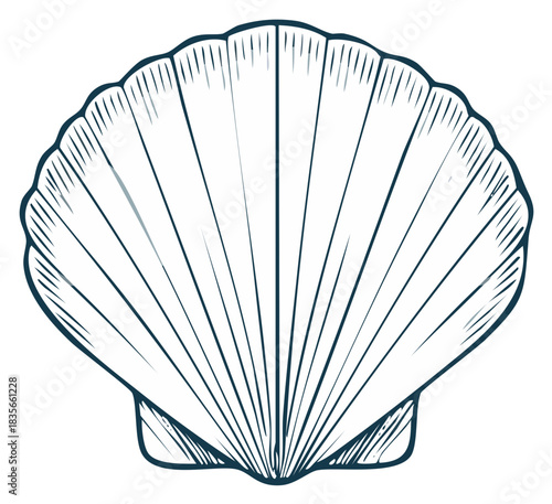 Line Art Scallop Shell Seashell Illustration Isolated on White
