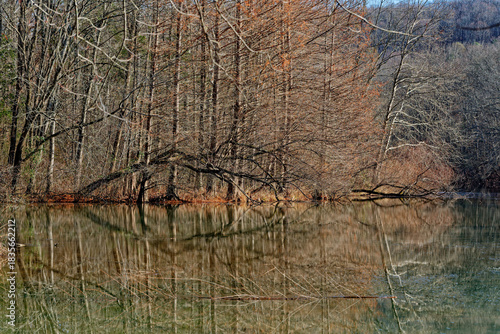 Reflections of bare trees at the lake