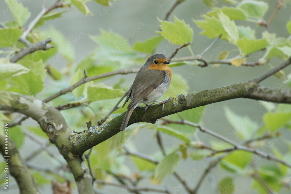 Fototapeta premium European robin (Erithacus rubecula) sitting on a tree branch in Zurich, Switzerland