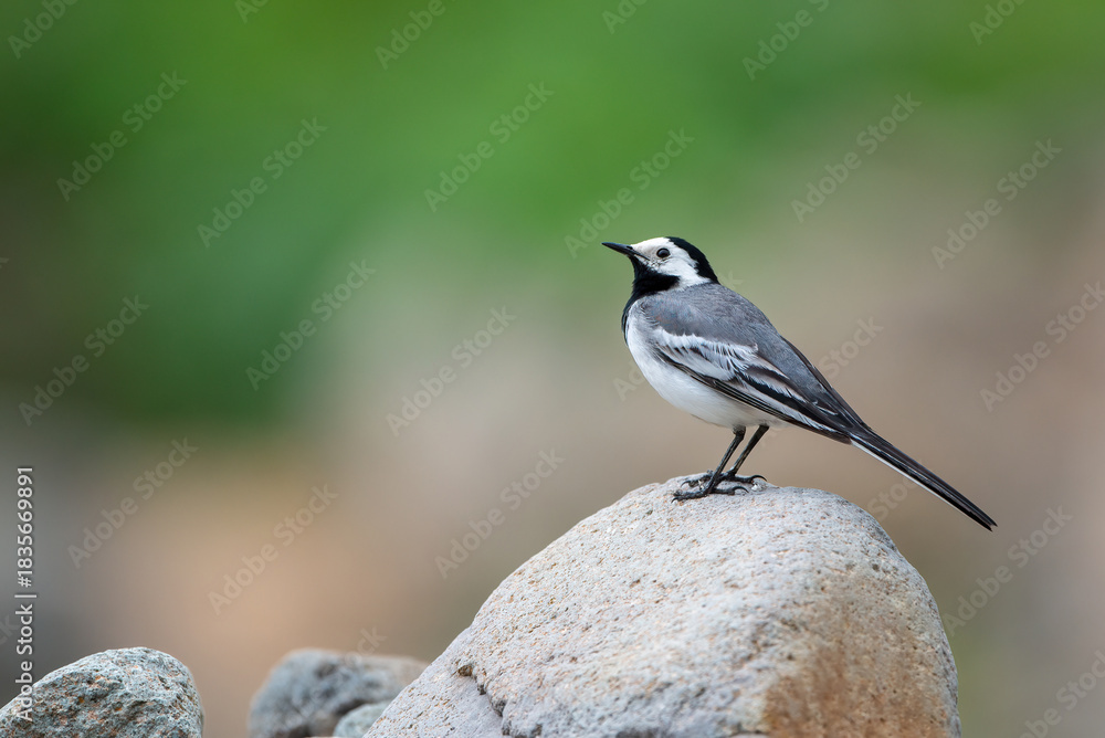 Obraz premium White Wagtail bird