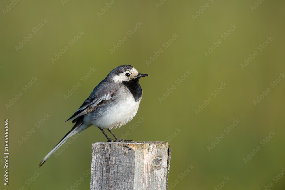 Fototapeta premium White Wagtail bird