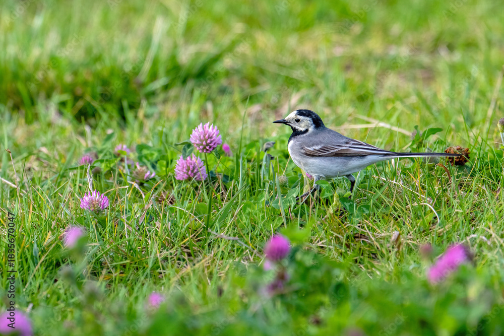 Obraz premium White Wagtail bird