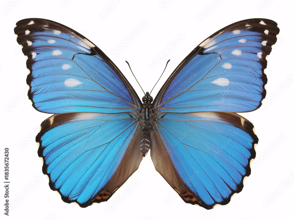 Obraz premium Stunning Morpho butterfly with vibrant blue wings and intricate patterns, perfect for nature, science, or educational projects and designs