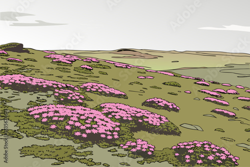 Pink cushion flowers scattered across tundra near Barrow Alaska