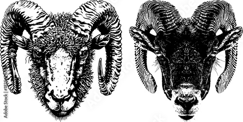 Vintage Ram and Mountain Sheep Heads, Retro Xerography Halftone Engraving Animal Portraits on Transparent Background