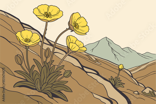 Yellow Arctic poppies growing on rocky slopes in Denali National Park Alaska