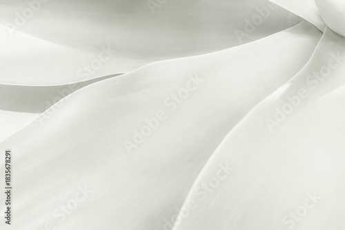 Soft Pale Agave Leaves Close-Up. Demonstrating trendy white color of 2026 year - cloud dancer