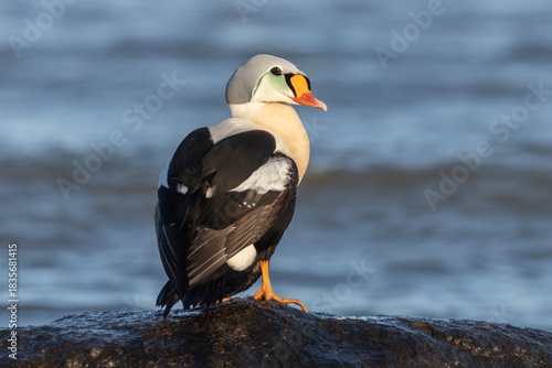 King eider (Somateria spectabilis)