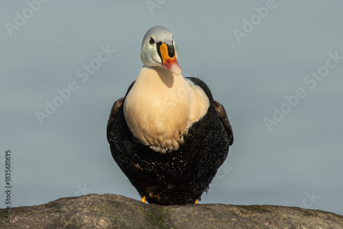 King eider (Somateria spectabilis)