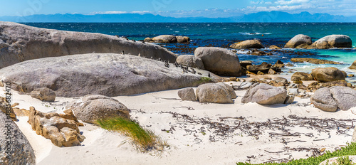 A panorama view of a penguin colony on Boulders Beach, South Africa in springtime