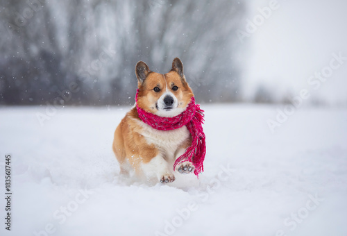 cute corgi puppy in a long pink scarf runs in a Christmas winter park on whit...