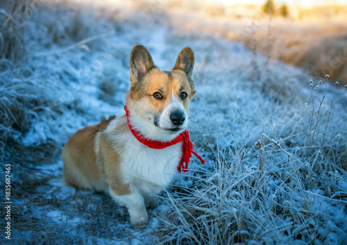 A cute corgi puppy in a red scarf walks in a Christmas winter park among fros...