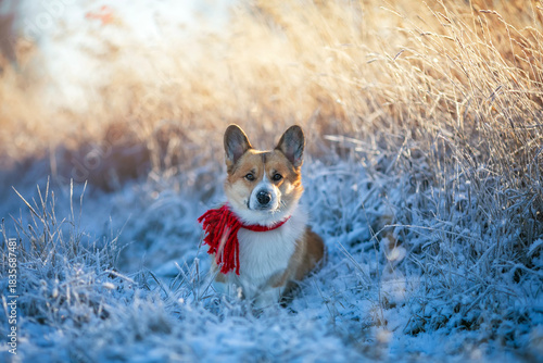 A cute corgi puppy in a red scarf walks in a Christmas winter park among fros...
