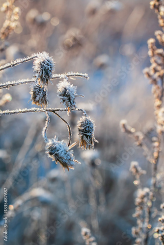 Shiny crystals of cold transparent snowflakes and hoarfrost cover dry grass i...