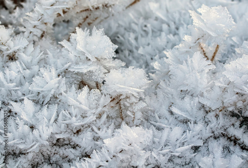 Holiday background with shiny crystals of cold transparent snowflakes and hoa...
