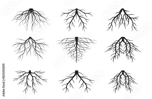 Set of Black Tree Roots. Outline Illustration and nature image.