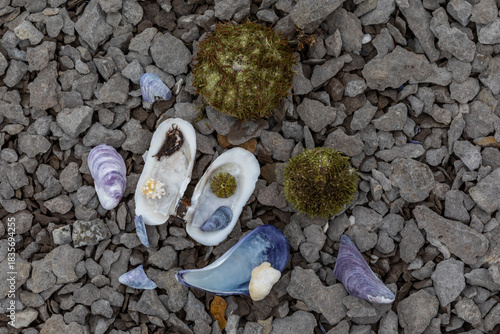 A Still Life of Shells and Rocks on the Rocky Beach of  Petite Ile au Marteau near Havre Saint Pierre, Quebec, Canada on the Saint Lawrence River on an Autumn Day