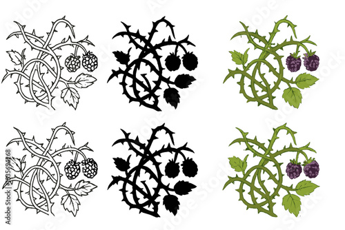 Vector Blackberry Bramble. Tangled blackberry bramble with sharp thorns, minimal vector design, first in line style with thin
