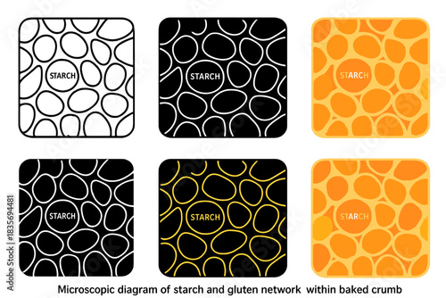 Bread Crumb Network. Microscopic diagram of starch and gluten network within baked crumb, interconnected cells forming lattice