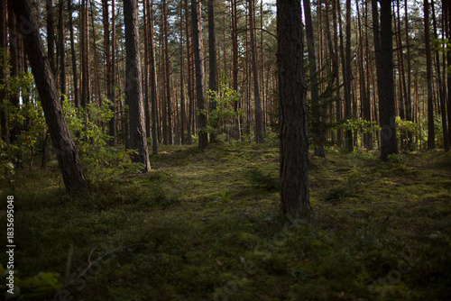 Wallpaper Mural Pine forest with green moss on the ground natural lit light  Torontodigital.ca