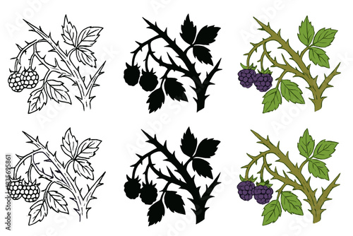 Blackberry Bramble Styles. Tangled blackberry bramble with sharp thorns, minimal vector design, first in line style with thin