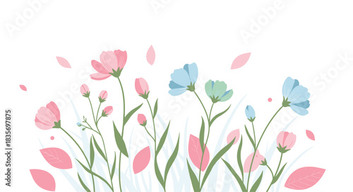Beautiful and gentle scene of pink and blue cosmos flowers in a field with petals gracefully falling on a white background design.