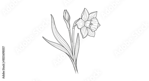 A detailed and realistic black and white line art illustration of a daffodil flower and bud with leaves on a white background.