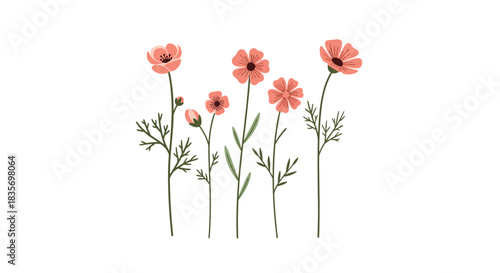 A simple and beautiful illustration of a group of hand-drawn pink cosmos flowers with delicate stems on a white background.
