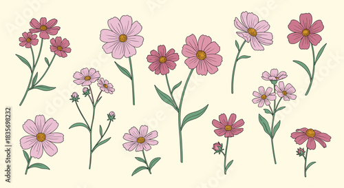 Beautiful collection of pink cosmos flowers showcasing delightful variations in bloom and growth for a charming floral display.