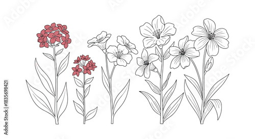 Beautiful collection of line art flowers with delicate petals and elegant stems featuring subtle red color accents.