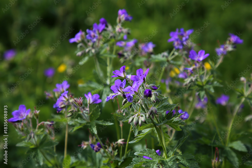 Fototapeta premium Wiese im Sommer im Schwarzwald mit bunt blühenden Blumen
