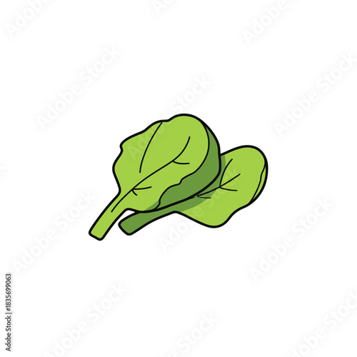 Fresh green spinach leaves isolated on white background for culinary usage